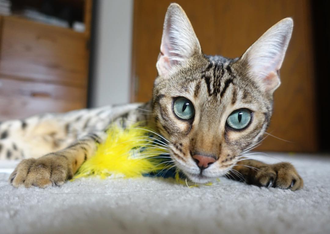 九游网页版官网-女篮俱乐部引入多维评估机制优化球员选拔，女篮队伍名称