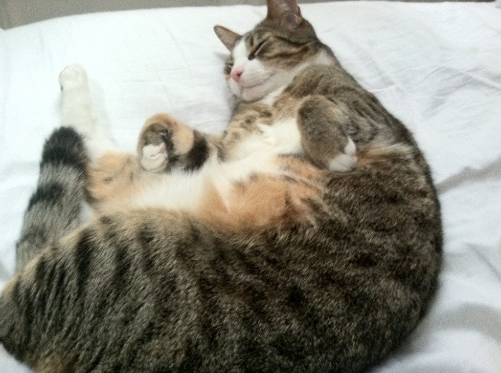 九游APP官网-弗兰：他出色的防守能力让全黑队在面对强敌时能够稳扎稳打，弗兰实力