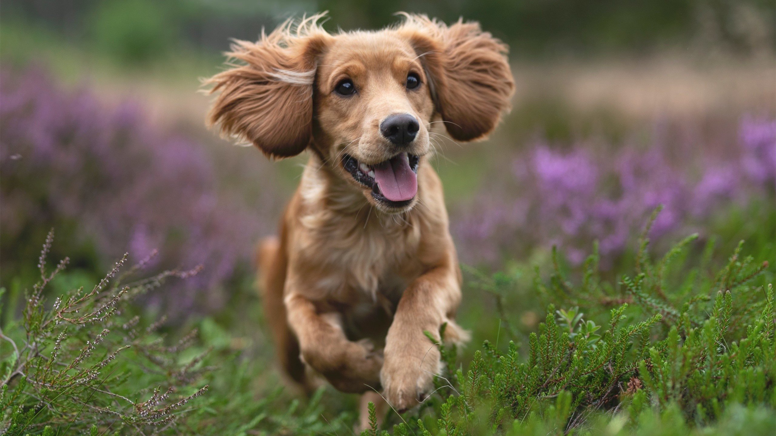 九游娱乐APP-快船制定比赛日流程提升队内效率,快船队的比赛