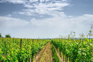 九游官网下载电脑版-绿色环保足球场在全国范围逐步推广使用,足球环保创意作品