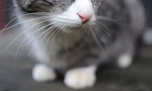 九游娱乐(jiuyou)官网-美洲杯震撼登场:全场精彩瞬间集锦!,美洲杯经典比赛